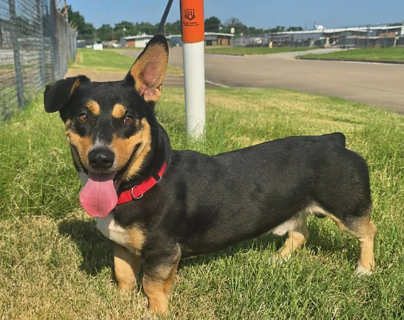 An adult medium-sized male Black Corgi dog named Big Poppa for adoption in TULSA, OK