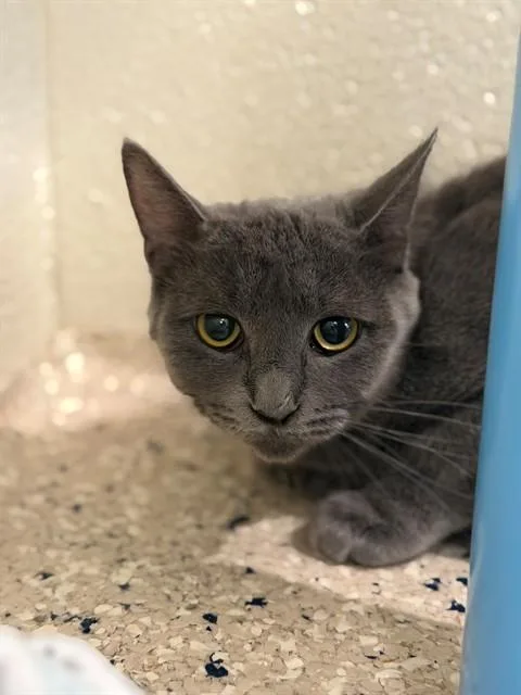 A young small-sized female Domestic Short Hair cat named Trumpet for adoption in Brighton, CO