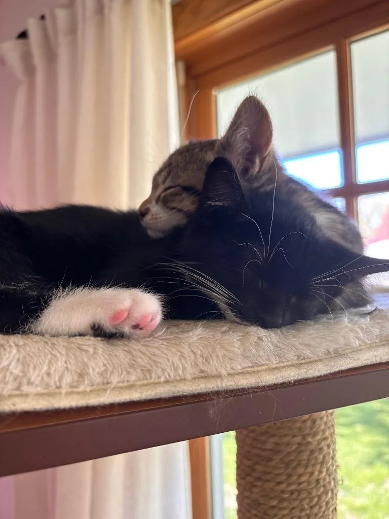A baby medium-sized male Domestic Short Hair cat named Agulhas  Kuroshio for adoption in Minneapolis, MN