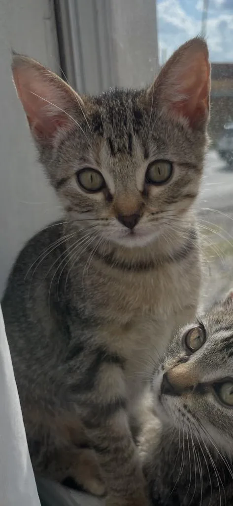 A baby medium-sized female Tabby cat named Emmi for adoption in San Antonio, TX