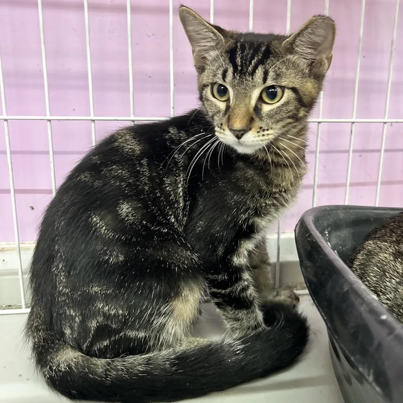 A young small-sized male Black Domestic Short Hair cat named Are We There Yet? for adoption in Boerne, TX