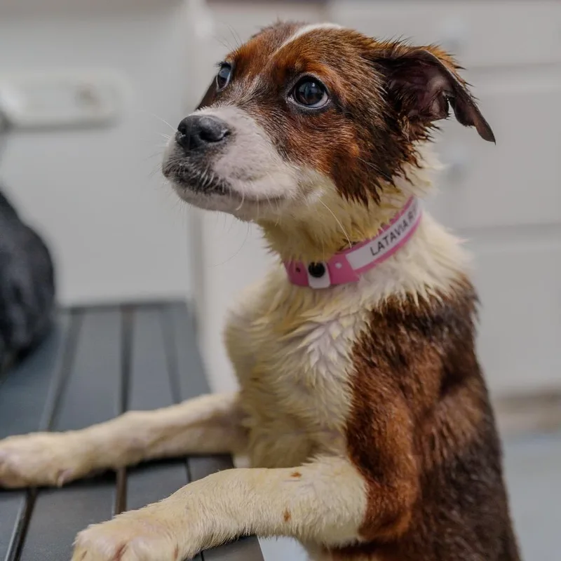 Latavia Roberson thumbnail 3