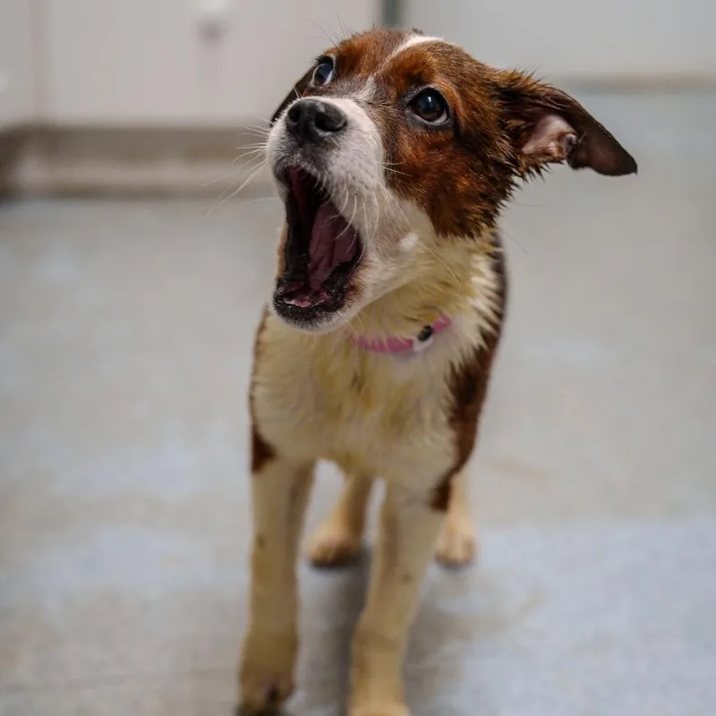 Latavia Roberson thumbnail 5