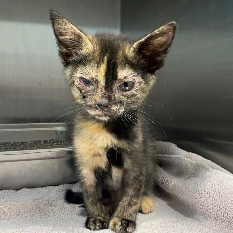 A baby small-sized female Domestic Short Hair cat named Carrie for adoption in Englewood, FL