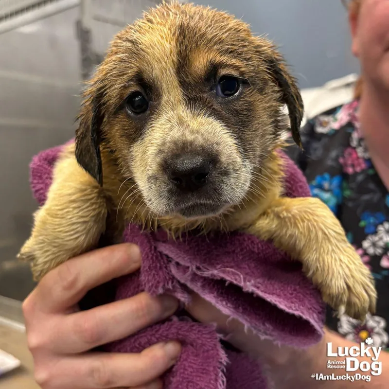 A baby large-sized male Retriever dog named Lulo for adoption in Washington, DC