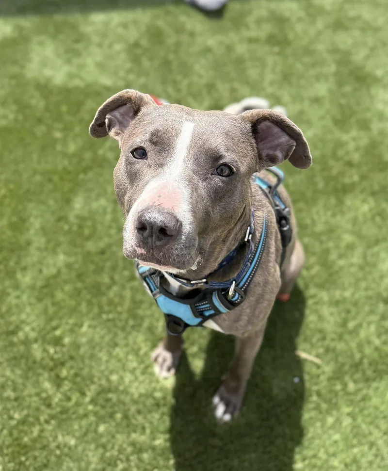 An adult medium-sized female Gray / Blue / Silver Terrier dog named Crouton for adoption in Warren, OH