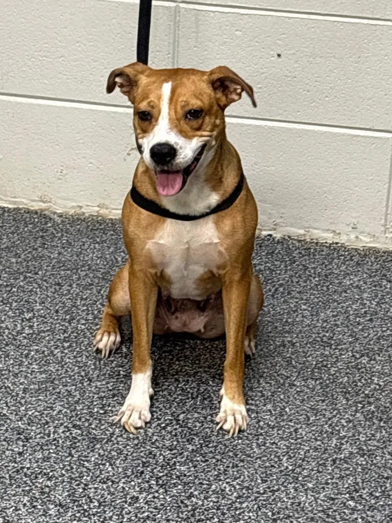 An adult large-sized female Mixed Breed dog named D Brooke for adoption in Tifton, GA