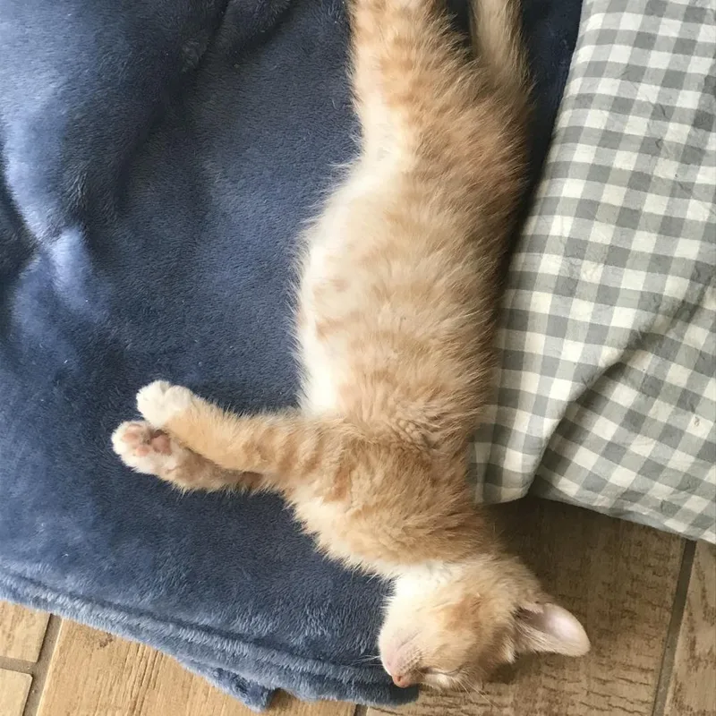 A baby small-sized male Orange / Red Domestic Short Hair cat named Patient Beetle for adoption in Austin, TX
