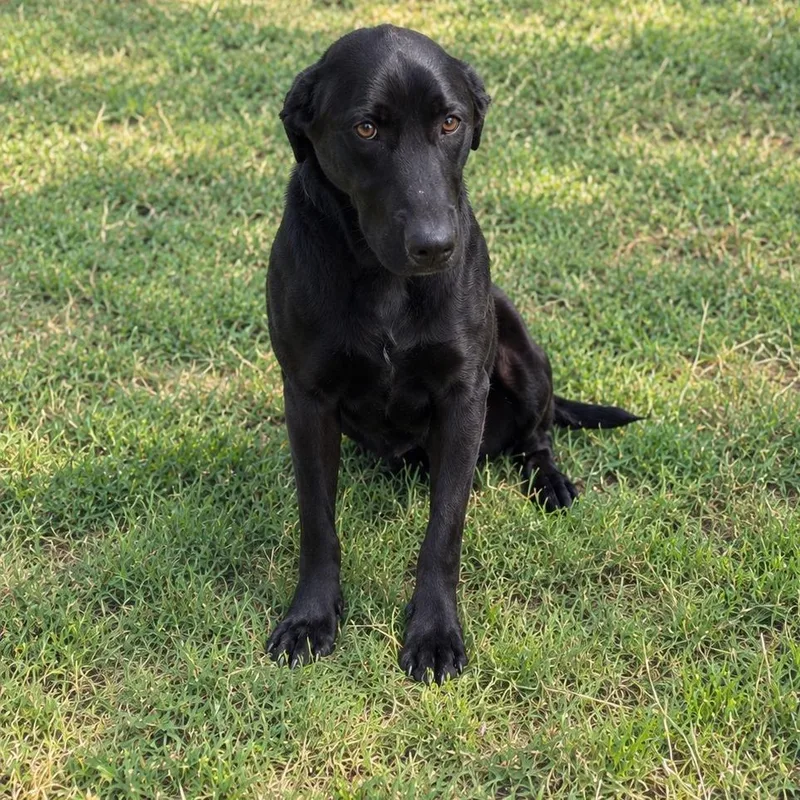 A young large-sized male Black Labrador Retriever dog named Dylan for adoption in Guntersville, AL