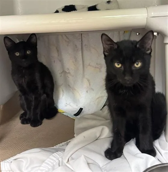 A baby medium-sized male Domestic Short Hair cat named Cheezit for adoption in Boston, MA