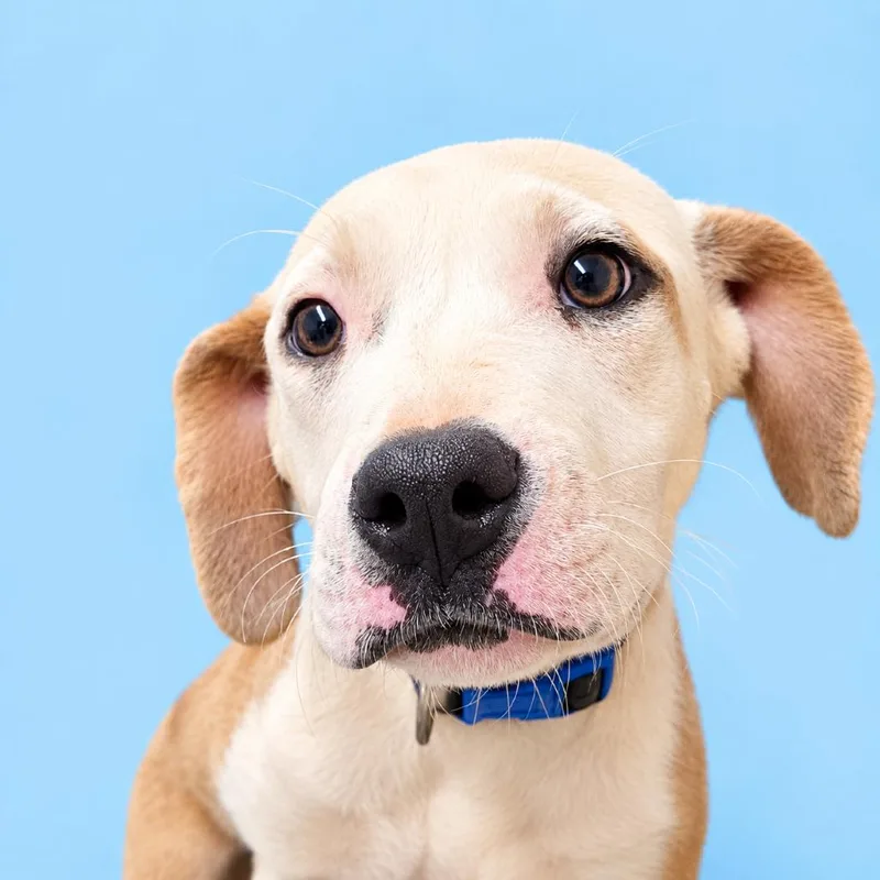 A baby medium-sized male Brown / Chocolate Pit Bull Terrier dog named Protractor for adoption in Concord, NC