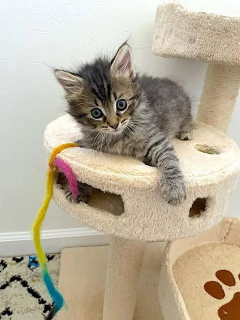 A baby medium-sized female Domestic Medium Hair cat named Tesha  Bonded With for adoption in Fremont, CA