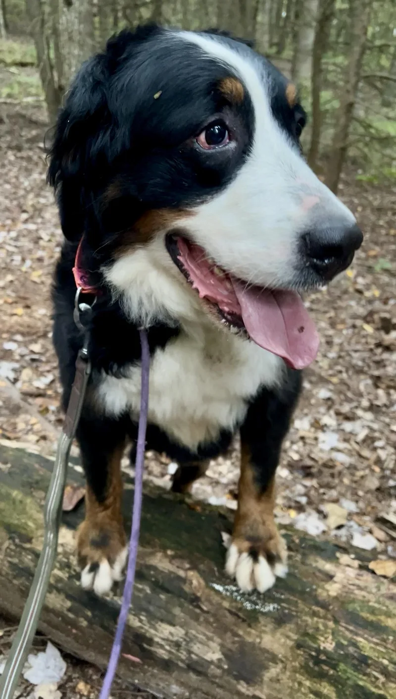 An adult large-sized female Bernese Mountain Dog dog named Dusk for adoption in Millerstown, PA