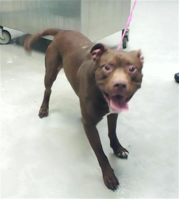 An adult large-sized male Pit Bull Terrier dog named Grandson for adoption in Fayetteville, NC