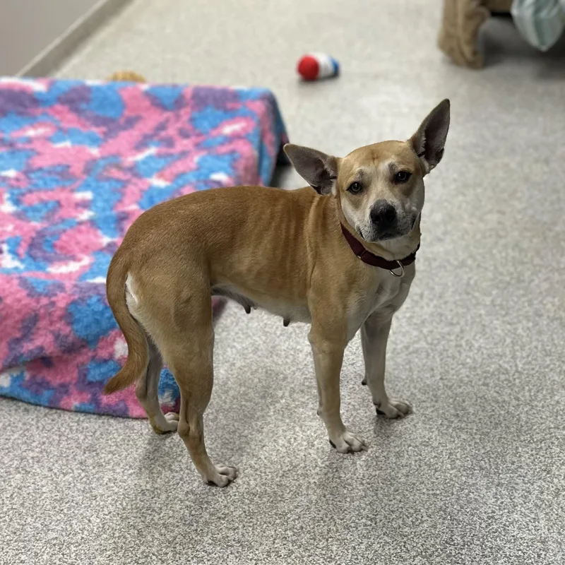 An adult medium-sized female Yellow / Tan / Blond / Fawn Mixed Breed dog named Abby for adoption in Youngstown, OH