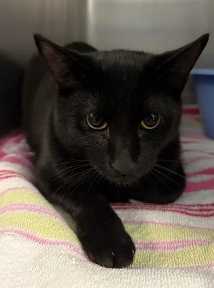 A young small-sized male Domestic Short Hair cat named Ouija for adoption in Savannah, GA