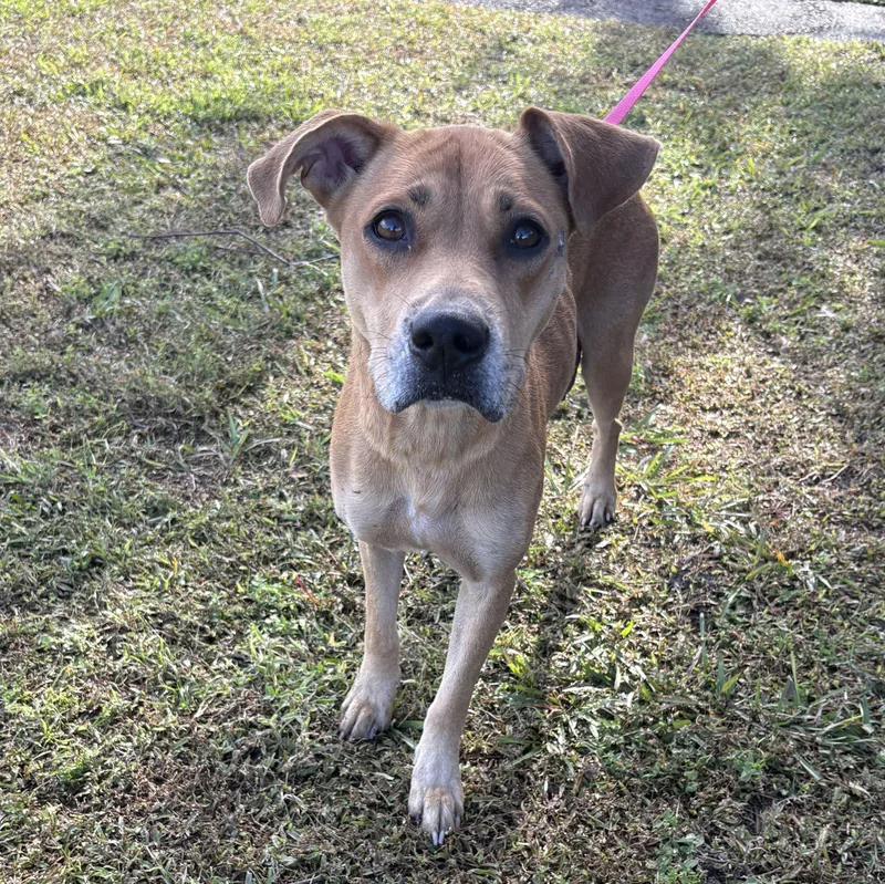 A young medium-sized female Yellow / Tan / Blond / Fawn Pit Bull Terrier dog named Moxie for adoption in Valdosta, GA