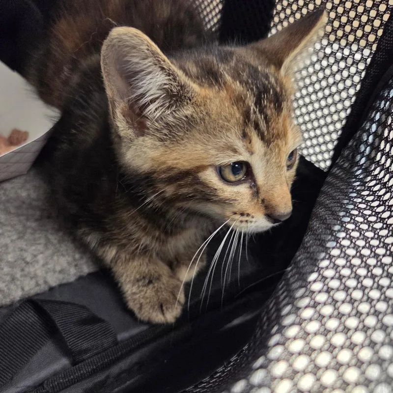 A baby small-sized female Brown / Chocolate Domestic Short Hair cat named Callie for adoption in Chattanooga, TN