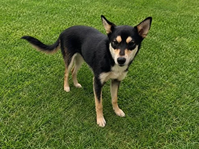 A young small-sized female German Shepherd Dog dog named Cassie for adoption in Lancaster, CA
