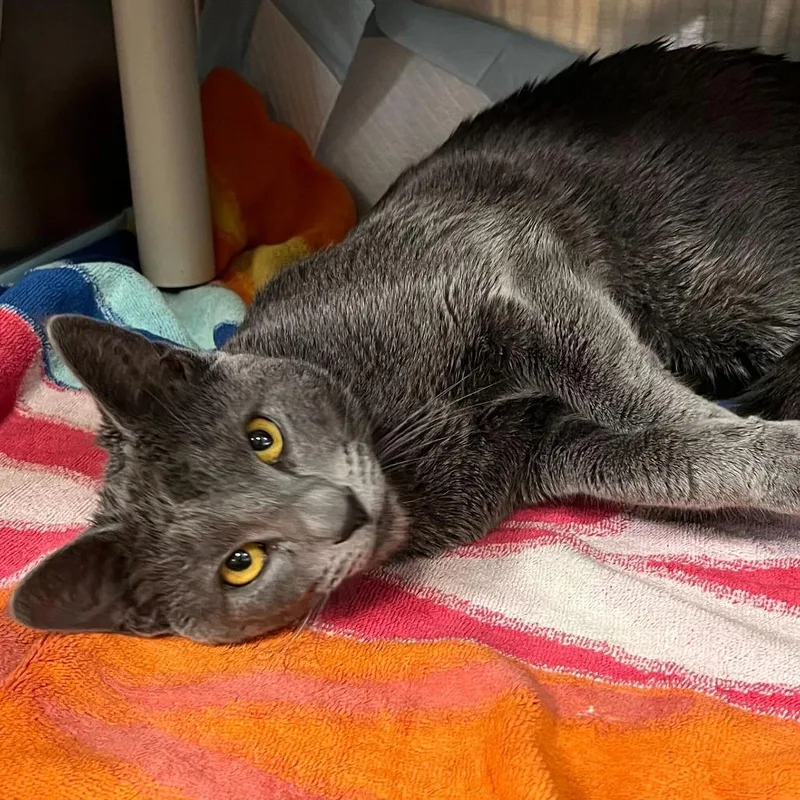An adult medium-sized male Gray / Blue / Silver Domestic Short Hair cat named "sterling" for adoption in Perkiomenville, PA