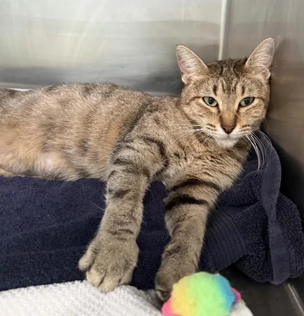 An adult small-sized male Domestic Short Hair cat named Stanley for adoption in Austin, TX
