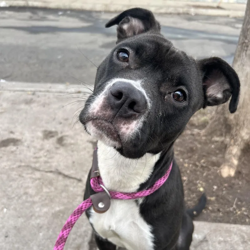 A young medium-sized female Black Pit Bull Terrier dog named Catrina for adoption in Weimar, CA