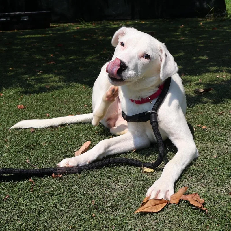 A young medium-sized female White / Cream Mixed Breed dog named Casper for adoption in Saint Charles, MO