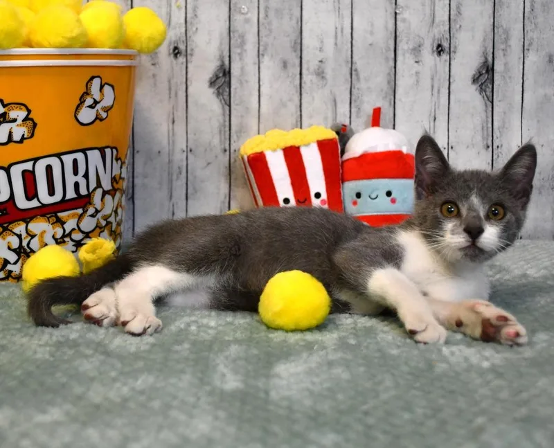 A baby small-sized male Domestic Short Hair cat named Dewey for adoption in Roanoke, TX