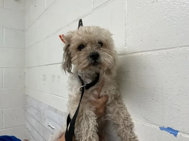 An adult small-sized male Poodle dog named Mickey for adoption in San Bernardino, CA