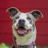 A young medium-sized female Gray / Blue / Silver Pit Bull Terrier dog named Nacho for adoption in La Grange, TX
