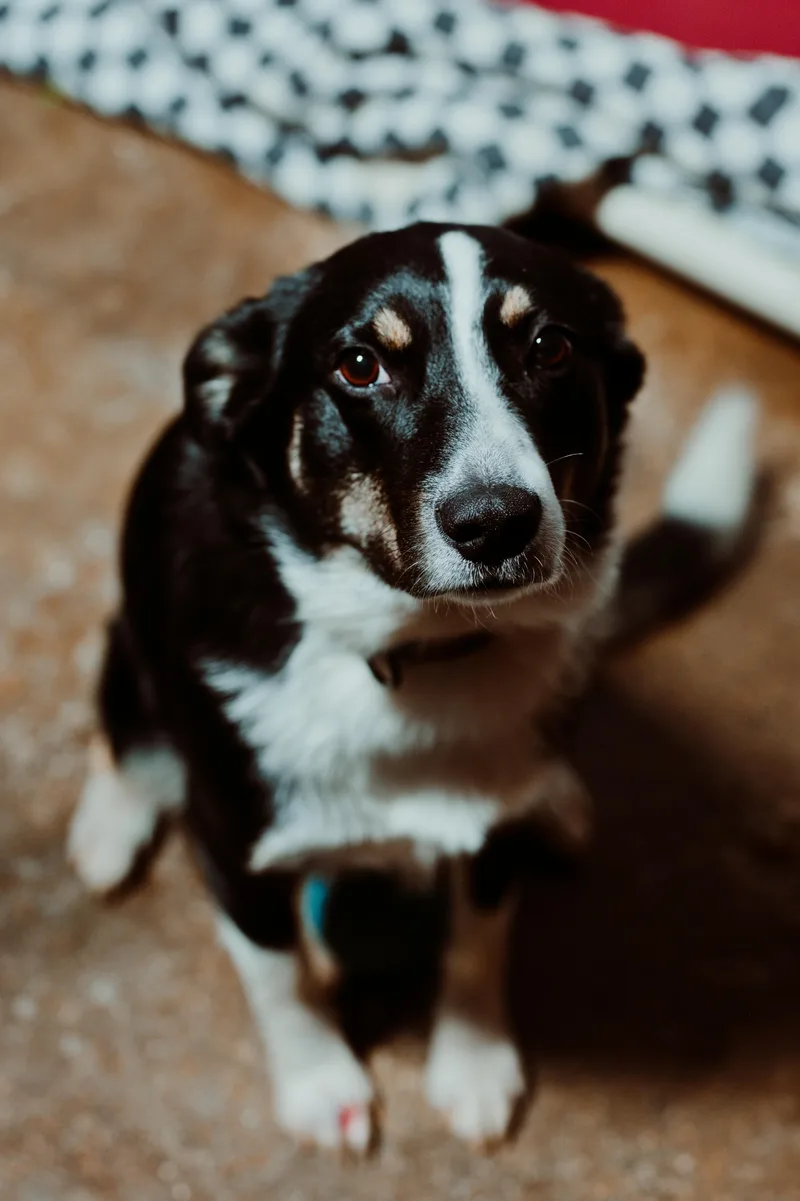 An adult small-sized female Border Collie dog named Lassie for adoption in Le Mars, IA