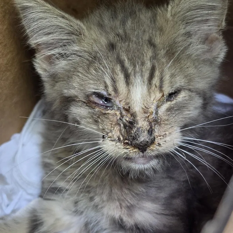 A baby small-sized male Gray / Blue / Silver Domestic Short Hair cat named Cinder block for adoption in York, PA