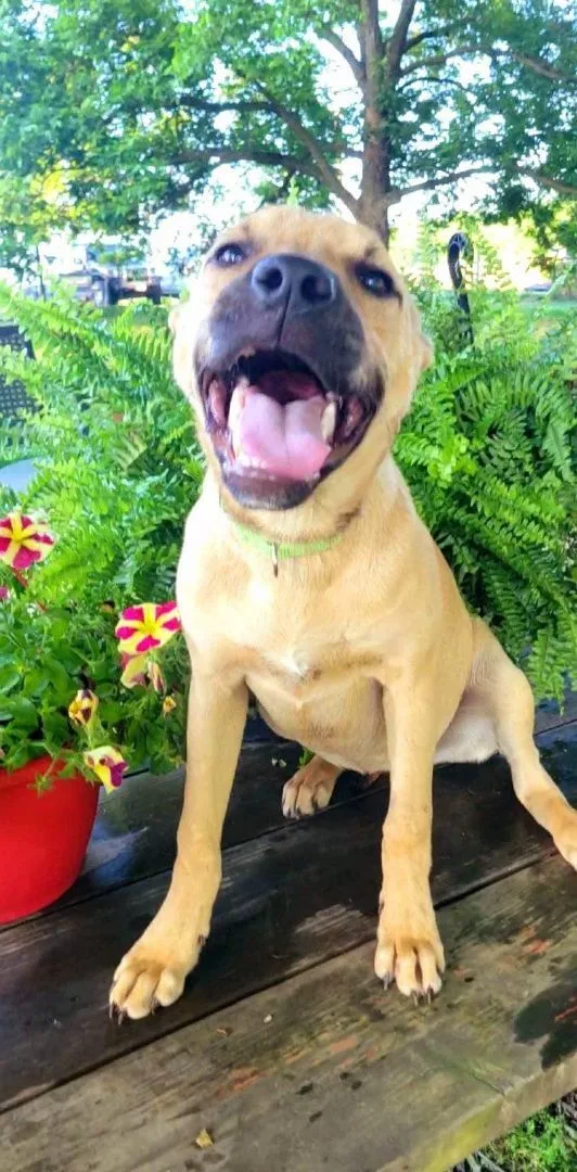 Sadie Mae thumbnail 2