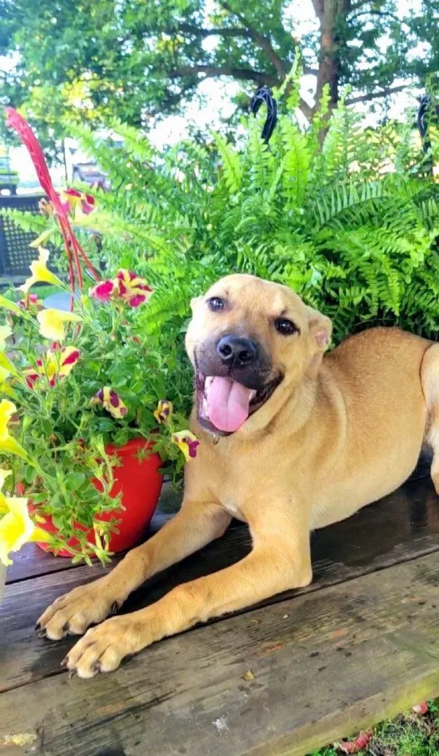 Sadie Mae thumbnail 3