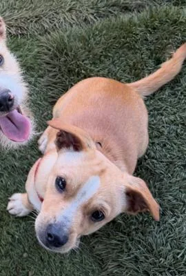 A baby small-sized male Yellow / Tan / Blond / Fawn Chihuahua dog named Mango for adoption in Santa Paula, CA