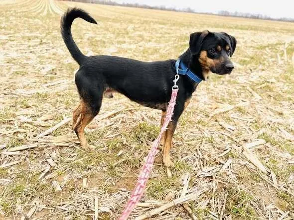An adult medium-sized male Brown / Chocolate Mixed Breed dog named Billy Joel for adoption in Milton, DE