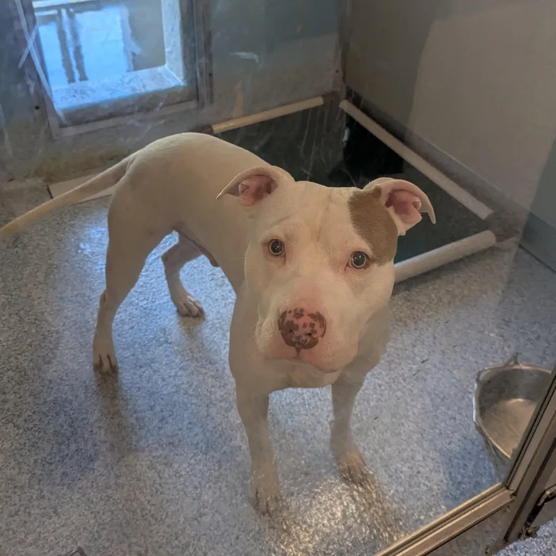 A young medium-sized male White / Cream Pit Bull Terrier dog named Fiddlesticks for adoption in Stafford, VA