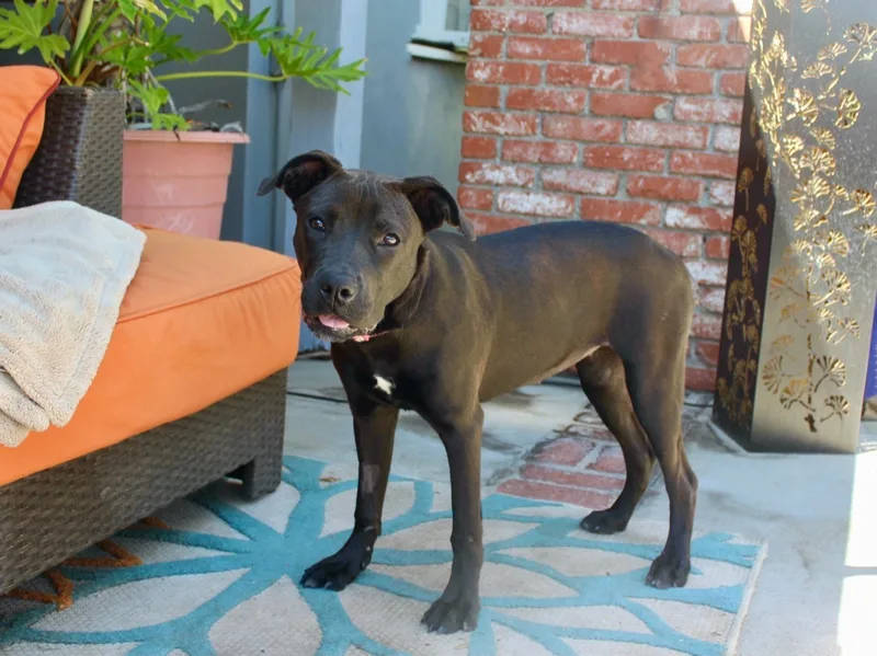 A young medium-sized female Black Labrador Retriever dog named Nala for adoption