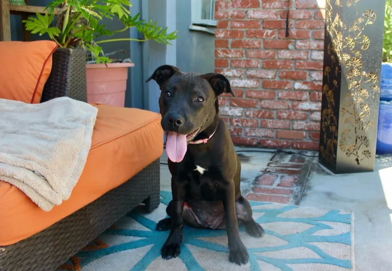 Nala thumbnail 2