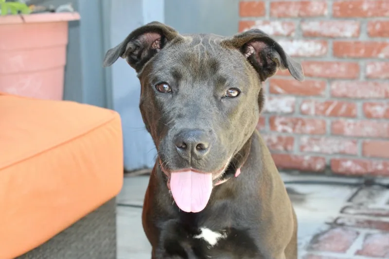 Nala thumbnail 3