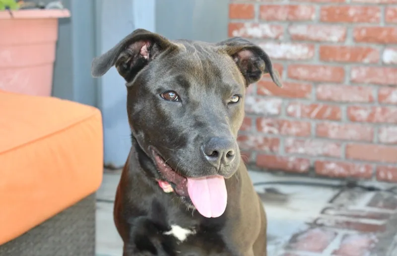 Nala thumbnail 4