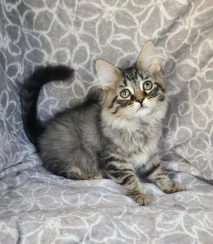 A baby medium-sized male Domestic Long Hair cat named 7113 (Shaggy) for adoption in Lake City, MI