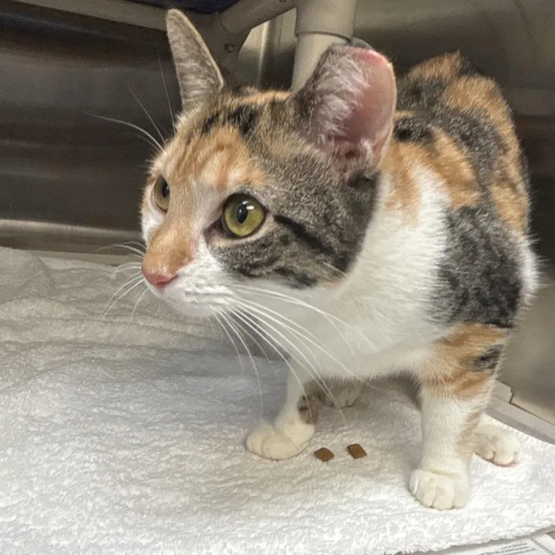 A young medium-sized female Calico Domestic Short Hair cat named Mickie for adoption in Philadelphia, PA