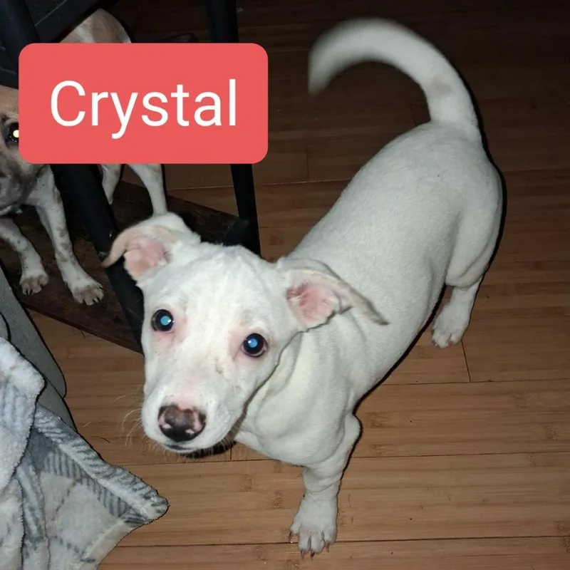 A baby small-sized female Chihuahua dog named Crystal for adoption in Albany, NY