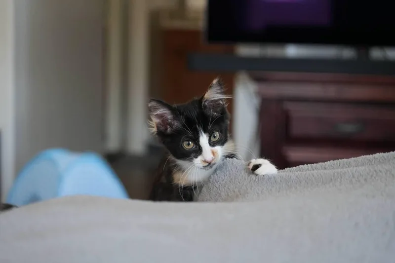 A baby medium-sized female Domestic Medium Hair cat named Elodie for adoption in Glendale, AZ