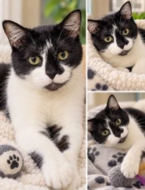 An adult large-sized male Domestic Short Hair cat named Ricky for adoption in Los Angeles, CA