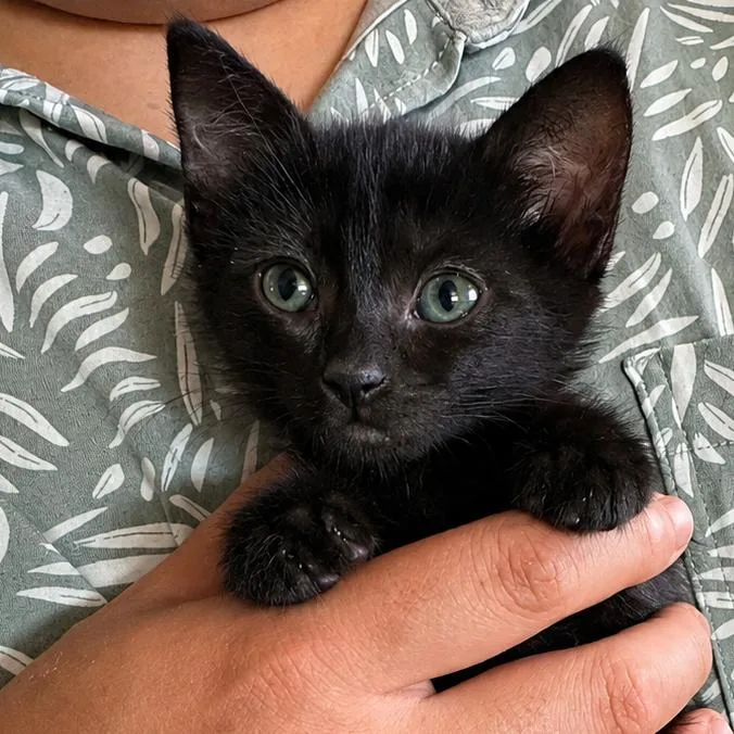 A baby small-sized female Black Domestic Short Hair cat named Toothless for adoption in Tustin, CA