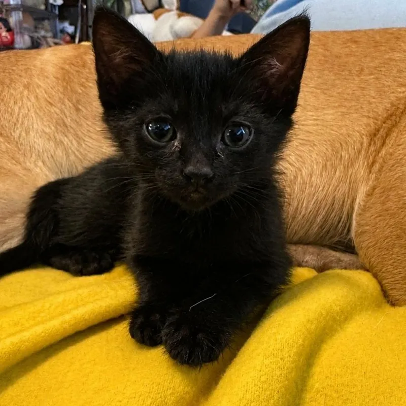 Toothless thumbnail 2
