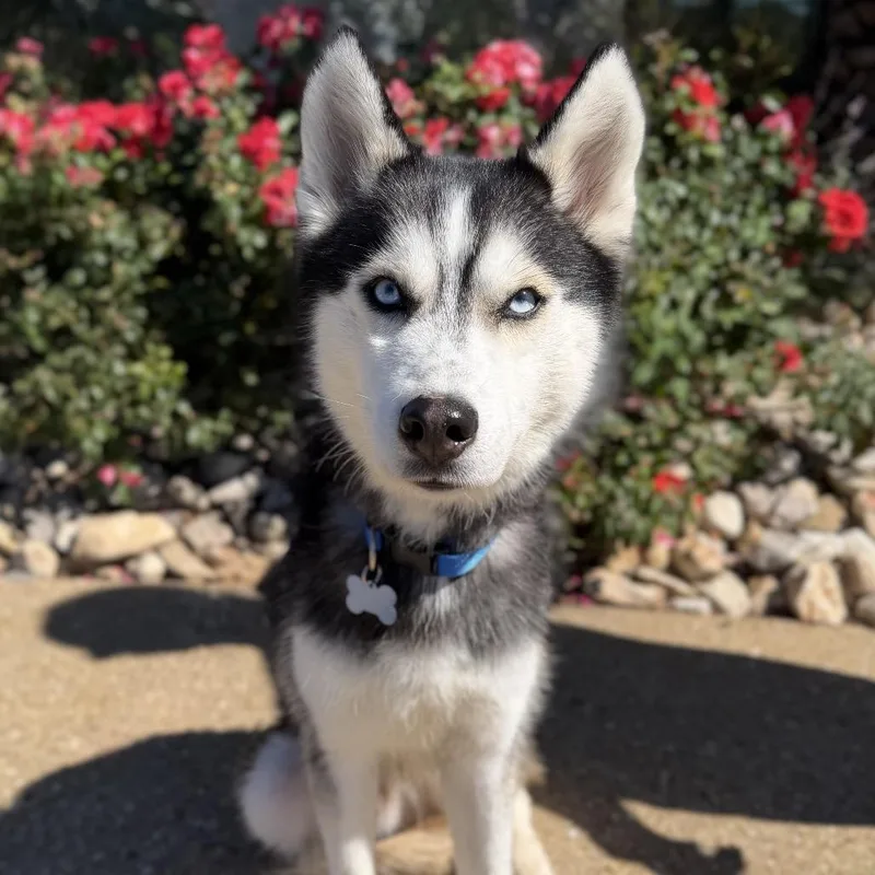 A young medium-sized male Husky dog named Balto for adoption in Chesapeake, VA