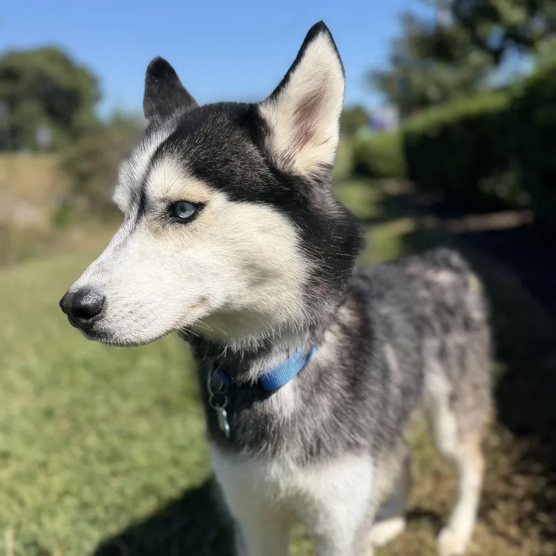 Balto thumbnail 2